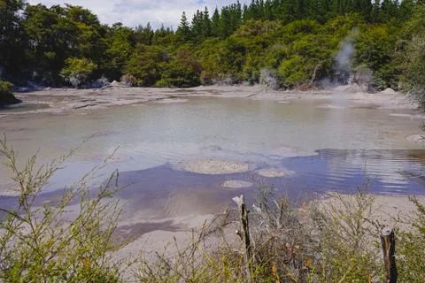 The tree lined Reporoa mud pool in New Zealand. Foto stock