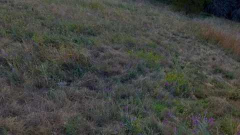 Tree lined river Bank 스톡 동영상 96050755