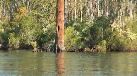 Tree-Lined Riverbank Stock Footage 33129052