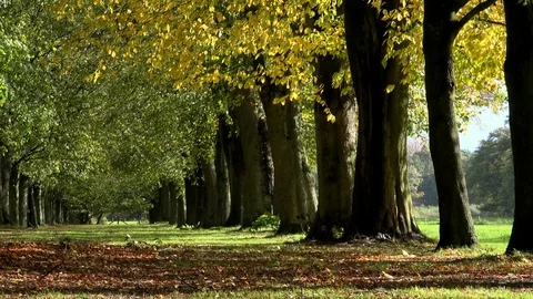 Tree lined road in autumn 4K Video stock 97343465