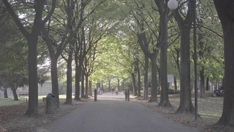 Tree-Lined Road in Autumn 4K Video stock 163300210