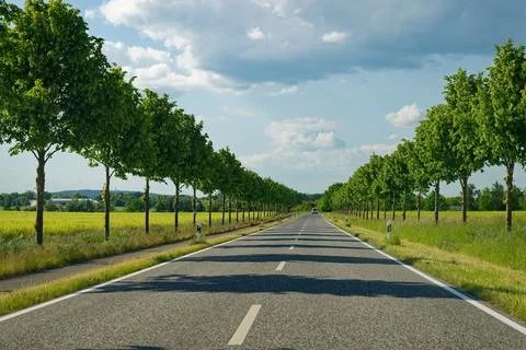 Tree lined road both sides with white car and bright sun Stock Photos