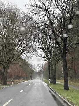 Tree-Lined Road on a Cloudy Rainy Day Stock Photos