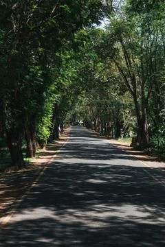Tree-lined road creating a picturesque tunnel of shadows Stockfoto's