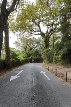 Tree lined road with direction arrows on asphalt Stock Photos