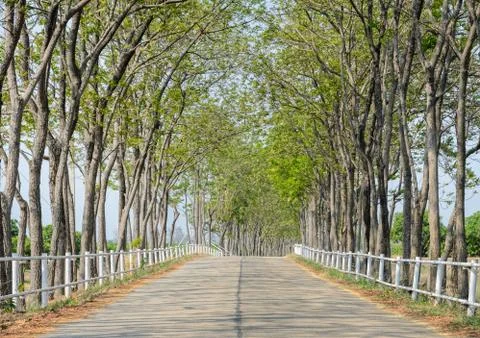 Tree lined road to farm Stock Photos