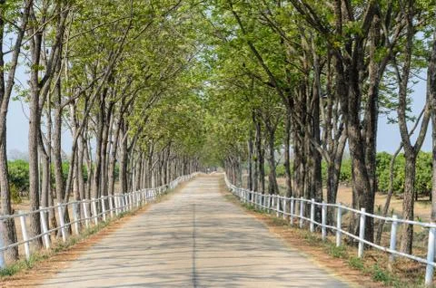 Tree lined road to farm Stock Photos