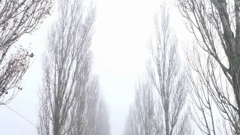 Tree-lined road with fog Stock Footage 120254381