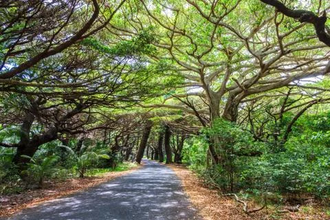 Tree lined road in Iles des Pines Stock Photos