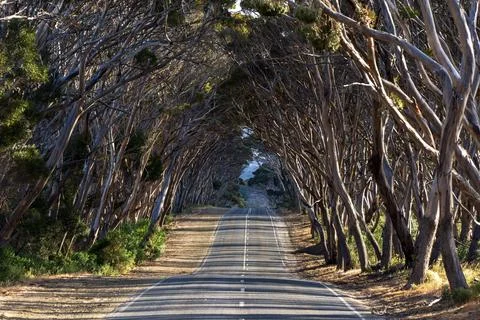 Tree-lined road on Kangaroo Island Stock Photos