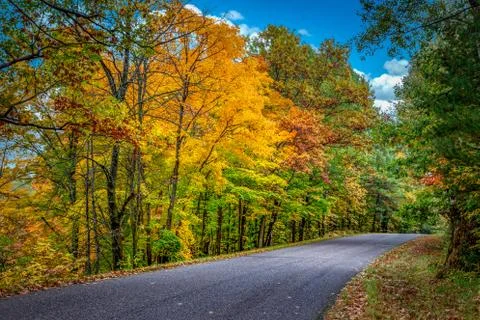 Tree Lined Road Lined With Brilliant Autumn Foliage Stock Photos