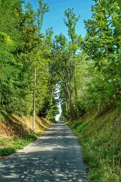 Tree-lined road no action present, in rural landscape, with green, blue acc.. Stock Photos