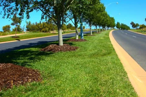 Tree lined road Fotos Stock