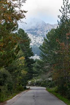 Tree-lined road Stock Photos