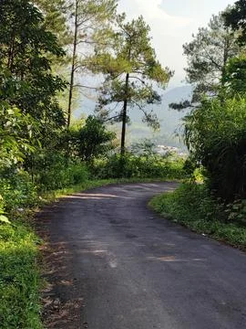 Tree-lined road Stock Photos