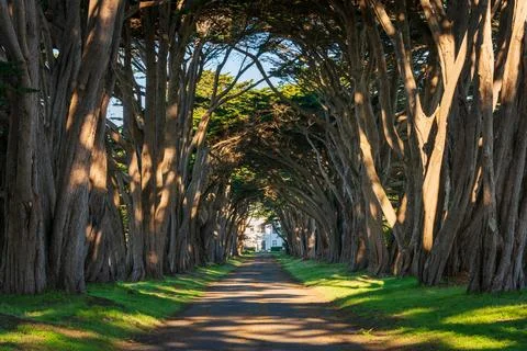 Tree Lined Road at Point Reyes National Seashore Stock Photos