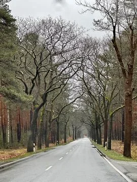 Tree-Lined Road on a Rainy Day Stock Photos
