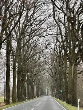 Tree-Lined Road on a Rainy Day Stock-Fotos