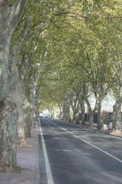 Tree Lined Road, San Antonio, Ibiza Stock Photos