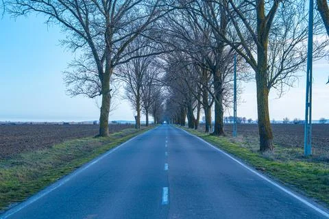 Tree-lined road stretches forward under clear sky in rural area during daytim Stock Photos