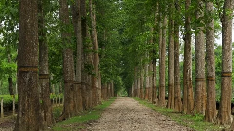 Tree-Lined Road Through a Tea Plantation Stock Footage 336531689