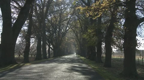 Tree lined road zoom in Stock Footage 8647358