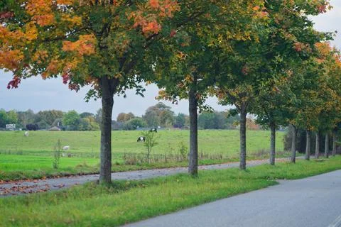 Tree lined roadside path with cows grazing in green field Stock Photos
