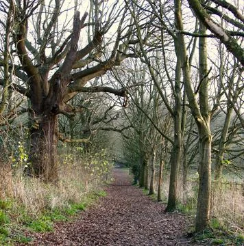 A tree-lined rural footpath in winter Stock Photos