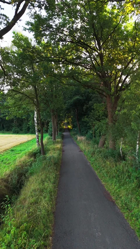 Tree-lined rural path through open farmland Stock Footage 341864274