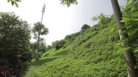 Tree Lined Rural Road China 動画素材 337180530