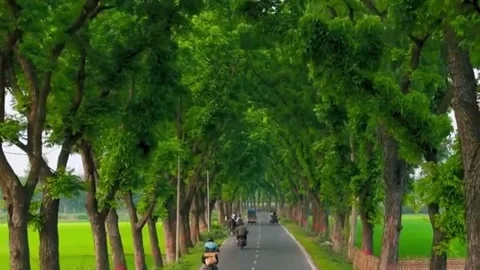 Tree-Lined Rural Road Stock Footage 336673819