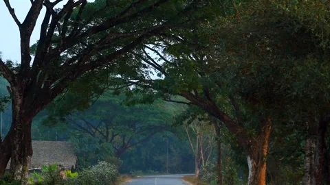 Tree-lined rural road forming natural green tunnel in countryside Stock Footage 326988179