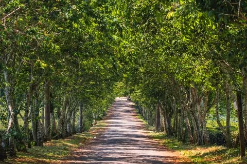 Tree Lined Rural Road Stock Photos