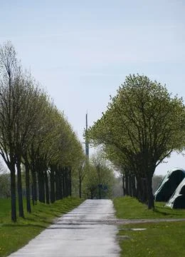 Tree Lined Rural Road in Spring Landscape Фото