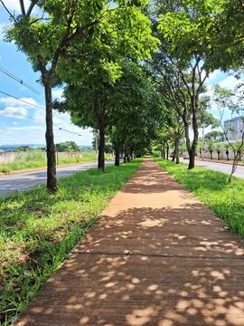 Tree-lined sidewalk in the sun Stock Photos