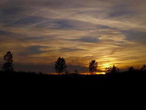 Tree lined silhouetted horizon during a sunset Stock Photos