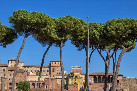 Tree Lined Skyline Of Rome Photos