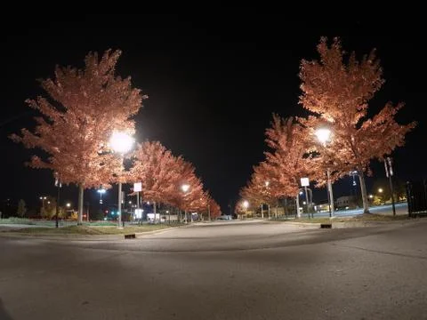 Tree lined street fall colors at night Stock Photos