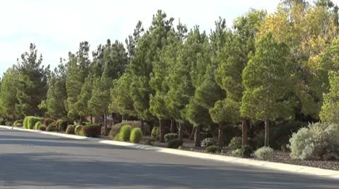 Tree-lined Street Stock-Footage 8963120