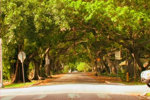 Tree lined street in Miami. Stock Footage 974116