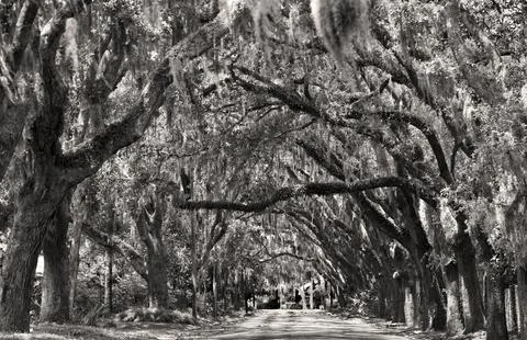 Tree lined street in St. Augustine Stock Photos