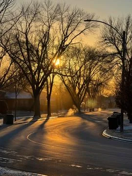 Tree-Lined Street at Sunset Stock Photos