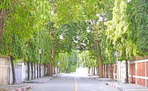 Tree lined street with a yellow dividing line and sidewalk in a quiet neigh.. Stock Photos