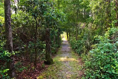 Tree Lined Trail Through the Woods Stock Photos