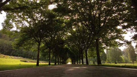 Tree Lined Tunnel Walk  Stock Footage 201973885