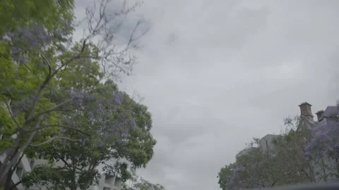 Tree-Lined Urban Road With Jacaranda in Sydney New South Wales on Overcast Day Stock Footage 341678037