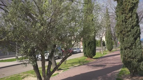 Tree lined urban street with light traffic Video stock 329934959