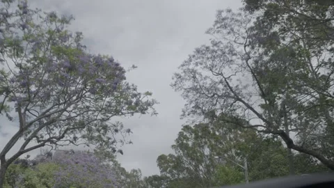 Tree-Lined Urban Street View with Buildings Sydney New South Wales Australia Stock Footage 341678250