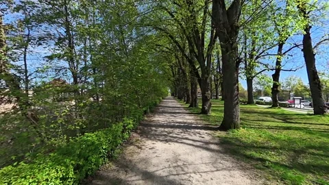 Tree Lined Walking Path in Green Park with Mature Trees in Spring Vídeos de archivo 344756413