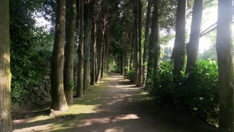 A tree-lined walking path with morning sunlight streaming in. Stock Footage 309742710